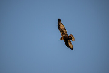 Brown marsh harrier in natural conditions hunts fish on a sunny autumn day on the river