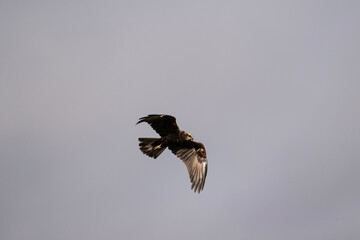 Brown marsh harrier in natural conditions hunts fish on a sunny autumn day on the river