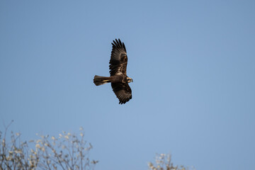 Brown marsh harrier in natural conditions hunts fish on a sunny autumn day on the river