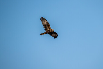 Brown marsh harrier in natural conditions hunts fish on a sunny autumn day on the river