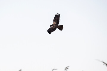 Brown marsh harrier in natural conditions hunts fish on a sunny autumn day on the river
