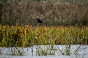 Brown marsh harrier in natural conditions hunts fish on a sunny autumn day on the river