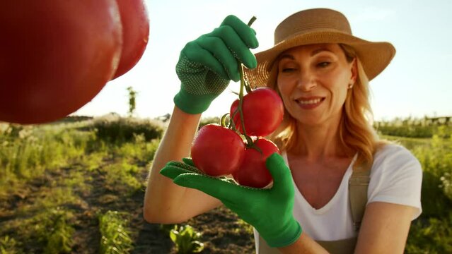 A charming smiling middle aged woman is growing vegetables and checking the harvest. A pleased lady tears off and demonstrates a branch of ripe tomatoes with care. The concept of simultaneous work as