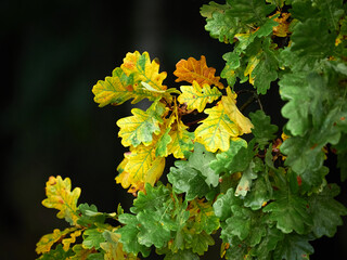 Fall. Yellow and green oak leaves on a dark background. Bright Autumn.