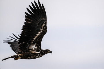 A white-tailed eagle in natural conditions hunts for fish on a sunny autumn day on the river