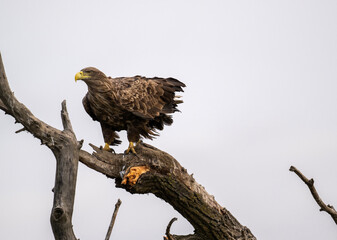 A white-tailed eagle in natural conditions hunts for fish on a sunny autumn day on the river