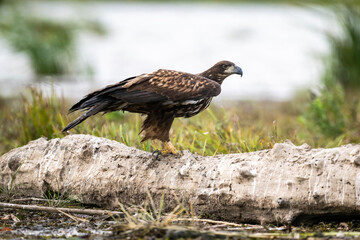 A white-tailed eagle in natural conditions hunts for fish on a sunny autumn day on the river