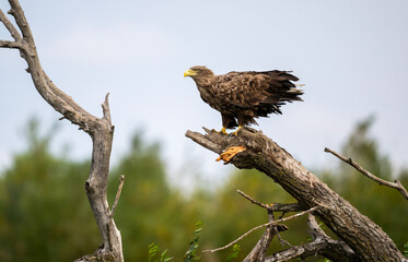 A white-tailed eagle in natural conditions hunts for fish on a sunny autumn day on the river