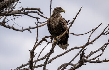 A white-tailed eagle in natural conditions hunts for fish on a sunny autumn day on the river