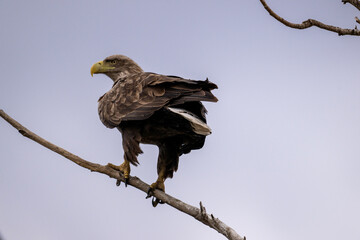 A white-tailed eagle in natural conditions hunts for fish on a sunny autumn day on the river