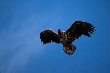 A white-tailed eagle in natural conditions hunts for fish on a sunny autumn day on the river