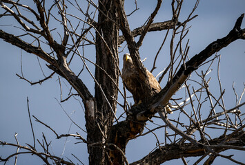 A white-tailed eagle in natural conditions hunts for fish on a sunny autumn day on the river