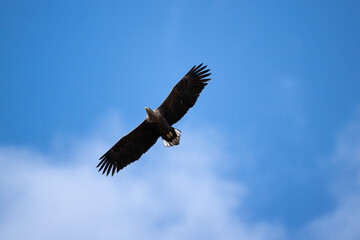 A white-tailed eagle in natural conditions hunts for fish on a sunny autumn day on the river