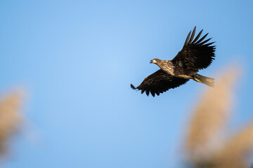 white-tailed eagle flies in the sky with its wings spread on a sunny autumn day over the river
