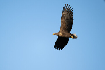 white-tailed eagle flies in the sky with its wings spread on a sunny autumn day over the river