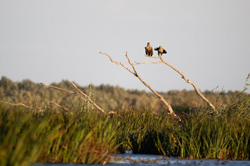 a white-tailed eagle sitting on a tree branch spreading its wings on a sunny autumn day