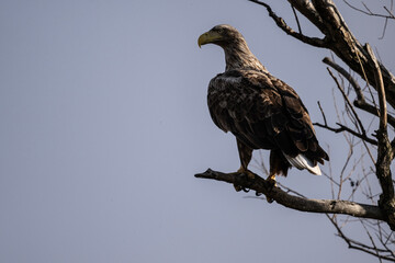 a white-tailed eagle sitting on a tree branch spreading its wings on a sunny autumn day