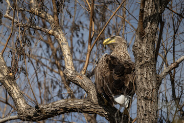 a white-tailed eagle sitting on a tree branch spreading its wings on a sunny autumn day