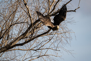 white-tailed eagle flies in the sky with its wings spread on a sunny autumn day over the river
