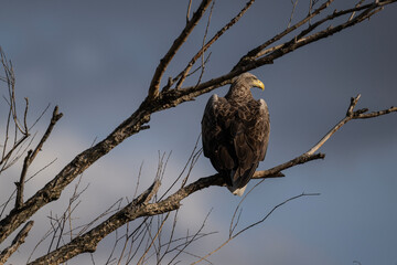 a white-tailed eagle sitting on a tree branch spreading its wings on a sunny autumn day