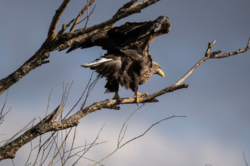 white-tailed eagle flies in the sky with its wings spread on a sunny autumn day over the river