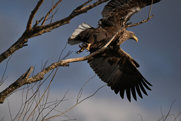 white-tailed eagle flies in the sky with its wings spread on a sunny autumn day over the river