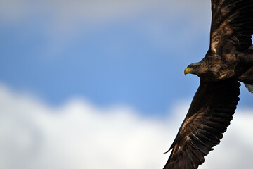 white-tailed eagle flies in the sky with its wings spread on a sunny autumn day over the river