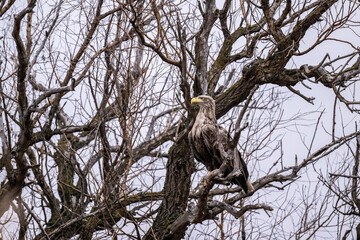 a white-tailed eagle sitting on a tree branch spreading its wings on a sunny autumn day