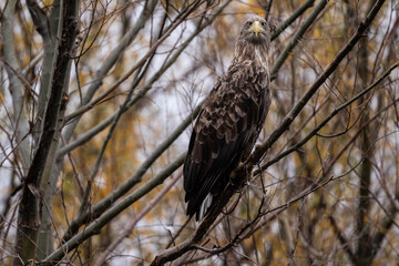 a white-tailed eagle sitting on a tree branch spreading its wings on a sunny autumn day