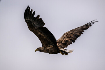 white-tailed eagle flies in the sky with its wings spread on a sunny autumn day over the river