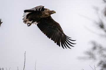 white-tailed eagle flies in the sky with its wings spread on a sunny autumn day over the river