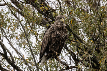 a white-tailed eagle sitting on a tree branch spreading its wings on a sunny autumn day