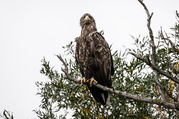 a white-tailed eagle sitting on a tree branch spreading its wings on a sunny autumn day