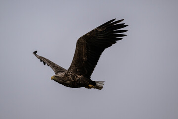 white-tailed eagle flies in the sky with its wings spread on a sunny autumn day over the river