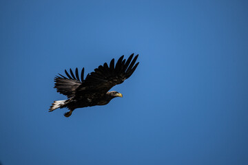 white-tailed eagle flies in the sky with its wings spread on a sunny autumn day over the river