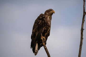 a white-tailed eagle sitting on a tree branch spreading its wings on a sunny autumn day