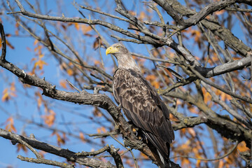 a white-tailed eagle sitting on a tree branch spreading its wings on a sunny autumn day