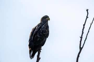a white-tailed eagle sitting on a tree branch spreading its wings on a sunny autumn day
