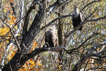 a white-tailed eagle sitting on a tree branch spreading its wings on a sunny autumn day