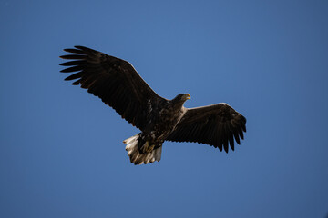 white-tailed eagle flies in the sky with its wings spread on a sunny autumn day over the river