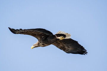 white-tailed eagle flies in the sky with its wings spread on a sunny autumn day over the river