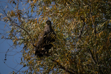 a white-tailed eagle sitting on a tree branch spreading its wings on a sunny autumn day