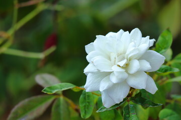 Obraz na płótnie Canvas white flowers of a rose