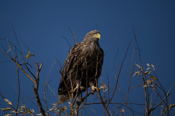 a white-tailed eagle sitting on a tree branch spreading its wings on a sunny autumn day