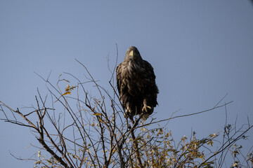 a white-tailed eagle sitting on a tree branch spreading its wings on a sunny autumn day