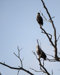 a white-tailed eagle sitting on a tree branch spreading its wings on a sunny autumn day