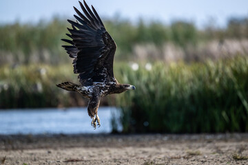 white-tailed eagle swoops over the water and catches fish on a sunny autumn day on the river