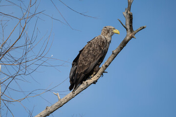 a white-tailed eagle sitting on a tree branch spreading its wings on a sunny autumn day