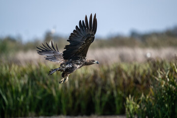 white-tailed eagle swoops over the water and catches fish on a sunny autumn day on the river