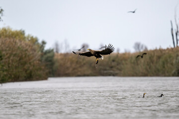 white-tailed eagle swoops over the water and catches fish on a sunny autumn day on the river